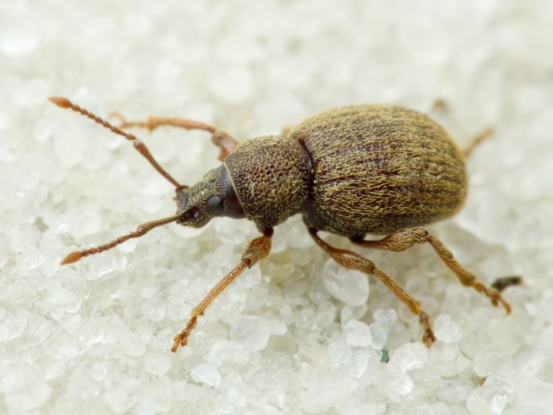 Otiorhynchus smreczynskii Cmoluch, 1968